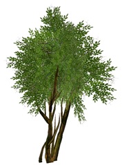 kilimanjaro tree