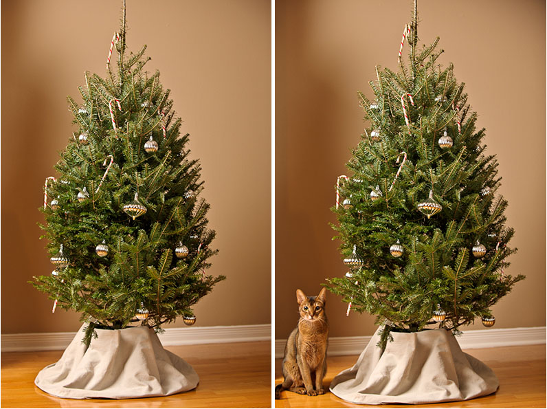 Tree and Shiraz.jpg Tree and Shiraz.jpg
