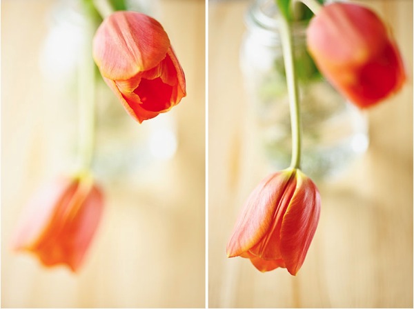 Tulips close up