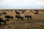 wildebeasts