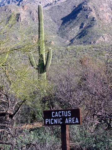 [cactus picnic 01[13].jpg]
