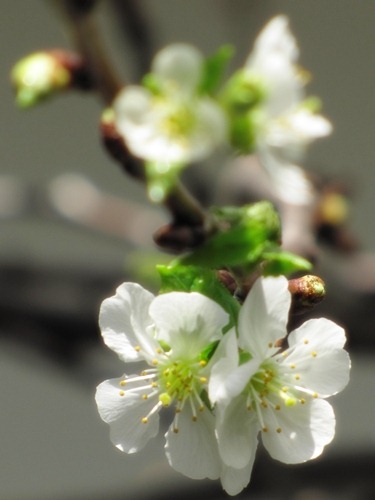 [Cherry blossom[3].jpg]
