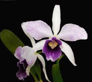 beautiful Laelia