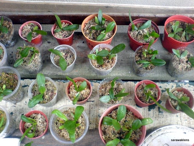 [Phalaenopsis_seedlings (3)[2].jpg]