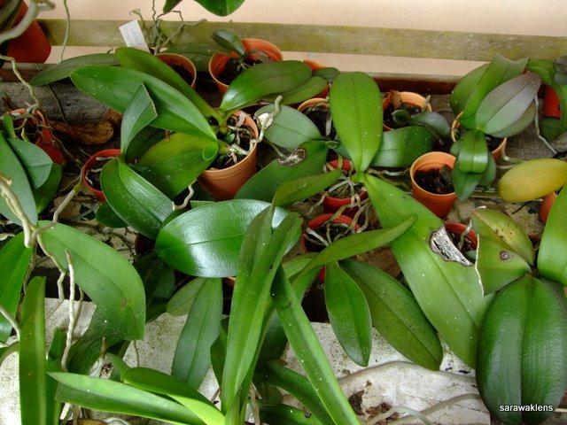 [Phalaenopsis_seedlings_update (2)[5].jpg]