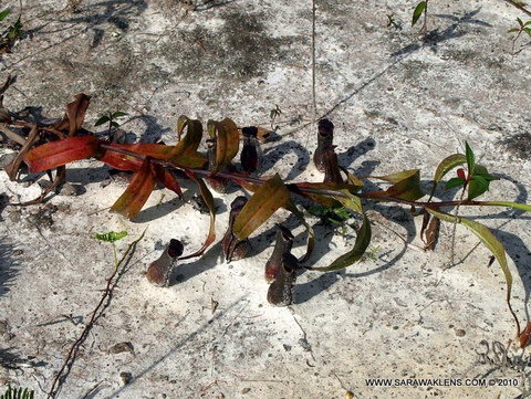 [Nepenthes_mirabilis_gracilis932[2].jpg]