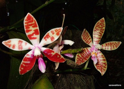 Phalaenopsis_corningiana2