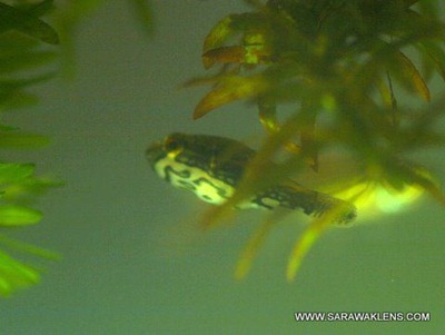 Carinotetraodon_freshwater_puffer_fish_4