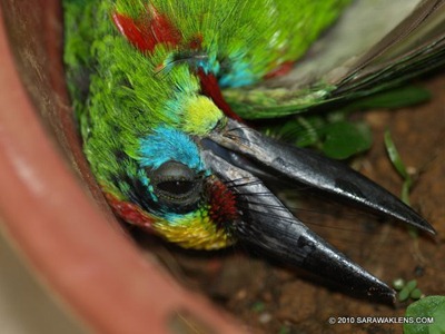 Megalaima_barbet_2