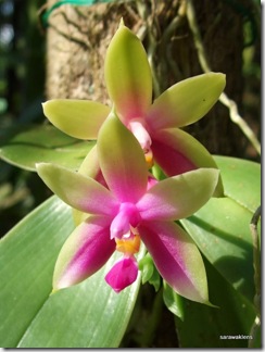 phalaenopsis bellina orchid 1