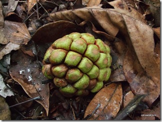 Jungle_fruit_Gunung_kanyi