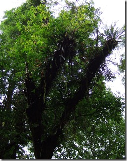 Coelogyne_foerstermannii_orchids_on_tree