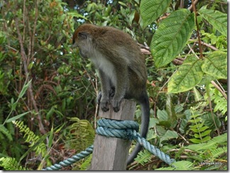 Santubong_Mountain_Kuching_Sarawak_43