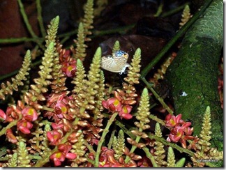 Jungle_liana_flowers_Borneo_6