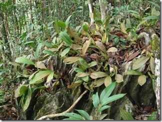 Coelogyne_swaniana_in_situ_1