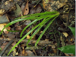 Cymbidium_species