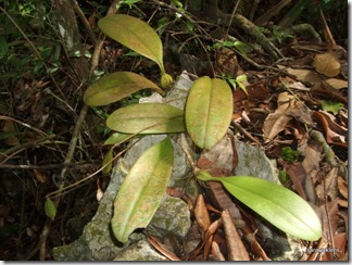 Bulbophyllum_sp_3