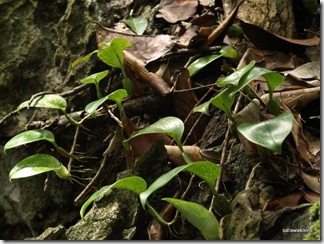 Bulbophyllum_reticulatum_7