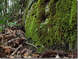 Corybas_01