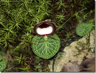 Corybas_19