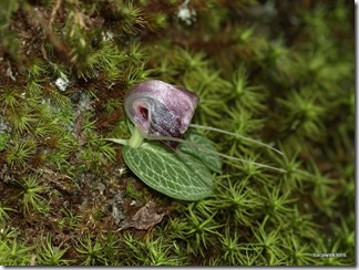 Corybas_22