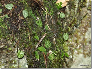 Corybas_17