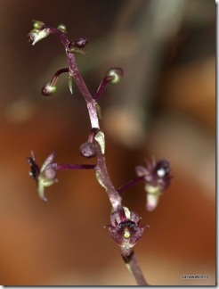 Jewel_orchid_Malaxis_5