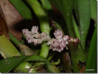 9693_orchids_on_fallen_trees 9693_orchids_on_fallen_trees