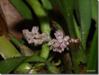 9693_orchids_on_fallen_trees