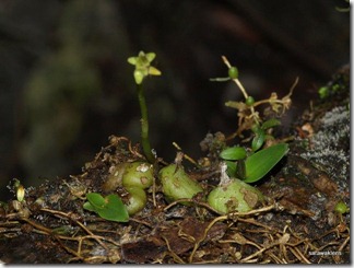 9704_orchids_on_fallen_trees