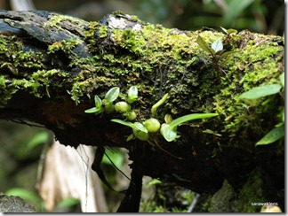 9710_orchids_on_fallen_trees