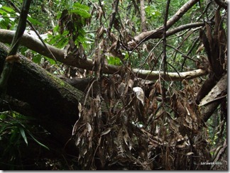 9717_orchids_on_fallen_trees