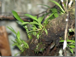 9682_orchids_on_fallen_trees 9682_orchids_on_fallen_trees
