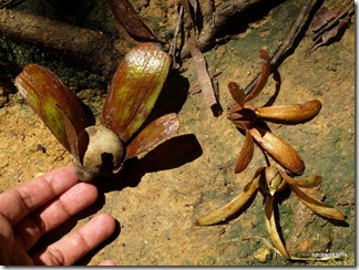 Dipterocarp_winged_fruits_7