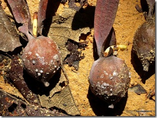 Dipterocarp_winged_fruits_2