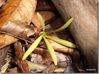 Dipterocarp_winged_fruits_12