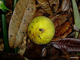 [Mango_like_fruit2.jpg]