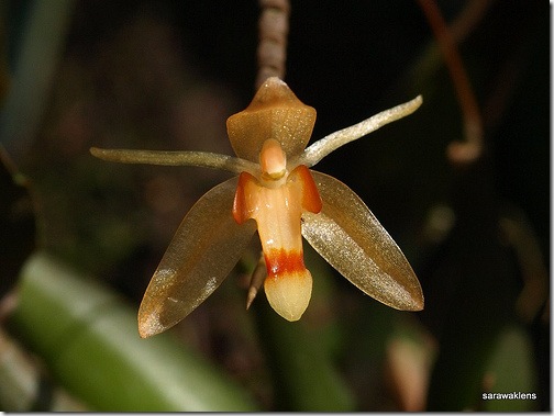 Coelogyne_incrassata_2