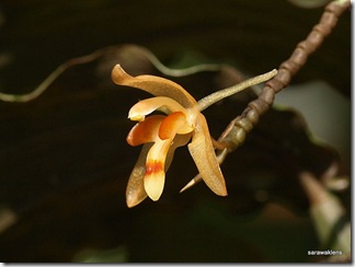 Coelogyne_incrassata_3