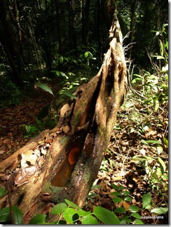 Natural_water_trough