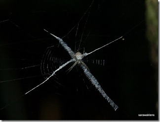 Spider_Gunung_Jagoi