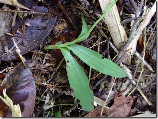 Peristylus_orchid_species_1