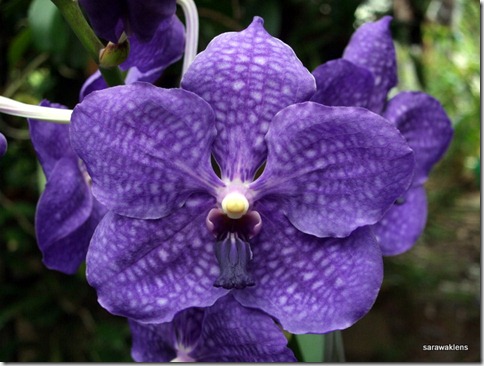 Vanda_Pachara Delight_Blue