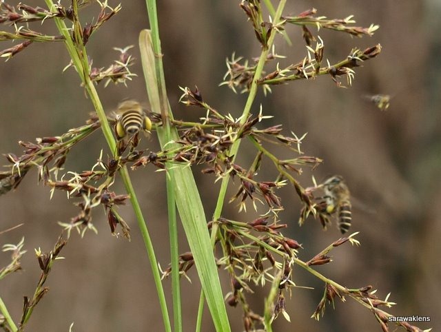 [Bees_grass_flowers[5].jpg]