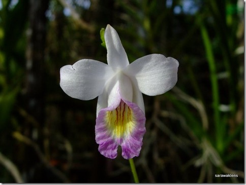 Arundina_graminifolia_mini_Vietnam (4)