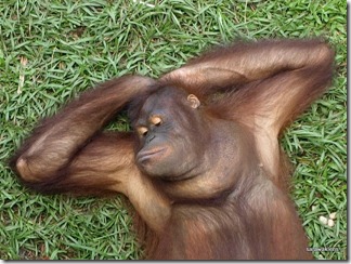 orang_utan_face