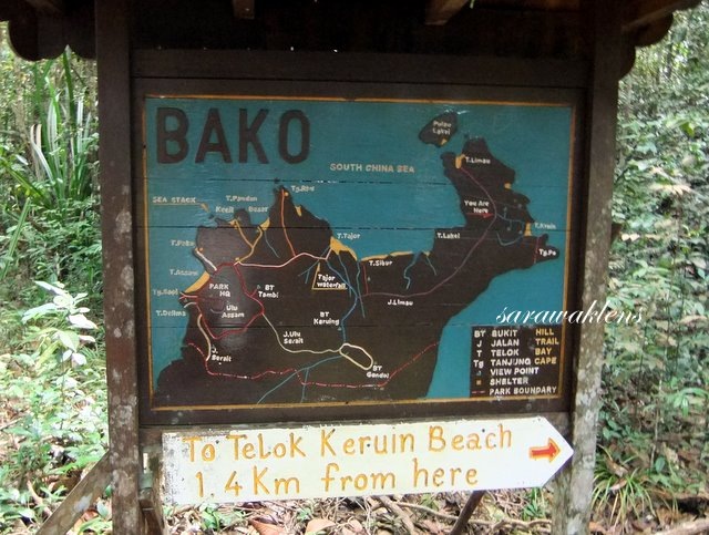 [Teluk_Limau_trail_Bako_National_Park_49.jpg]