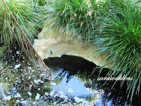 Tajor_Waterfall_Bako_National_Park_16