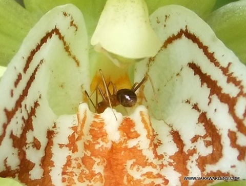 Coelogyne_orchid_ant