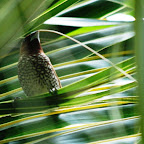Scaly Breasted Munia